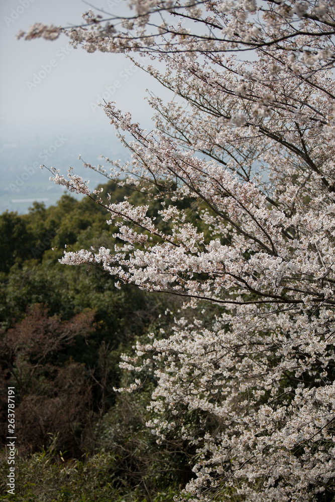 桜 桜