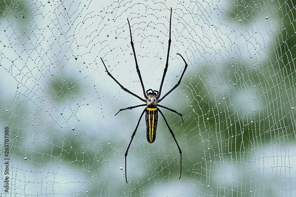Obraz premium Spider on web