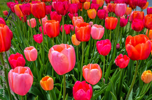 Tulip Festival - Albany  New York