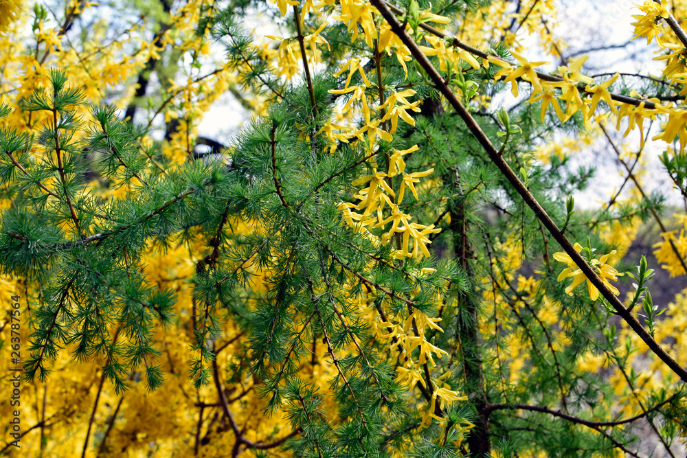 Forsythia flowers in front of with green grass and blue sky. Golden Bell, Border Forsythia (Forsythia x intermedia, europaea) blooming in spring garden bush Forsythia flowers in front of with green grass and blue sky. Golden Bell, Border Forsythia (Forsythia x intermedia, europaea) blooming in spring garden bush