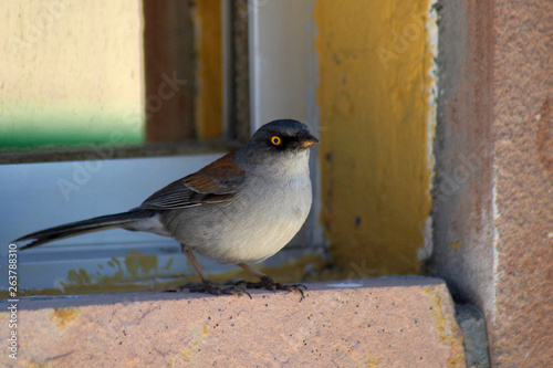 La Sierrra Tarahumara Chihuahua México 