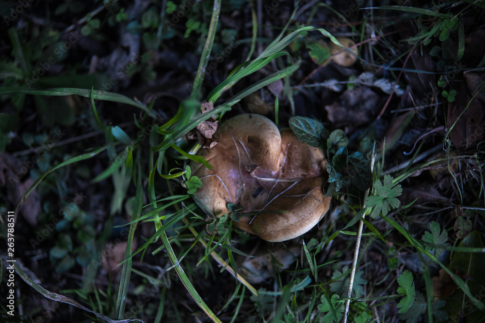 Mushroom Mushroom