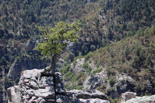 La Sierrra Tarahumara Chihuahua México 