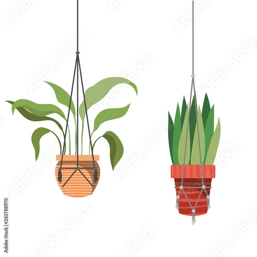 houseplants on macrame hangers icon