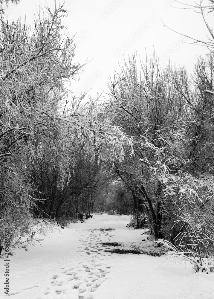 Pathway to Winter