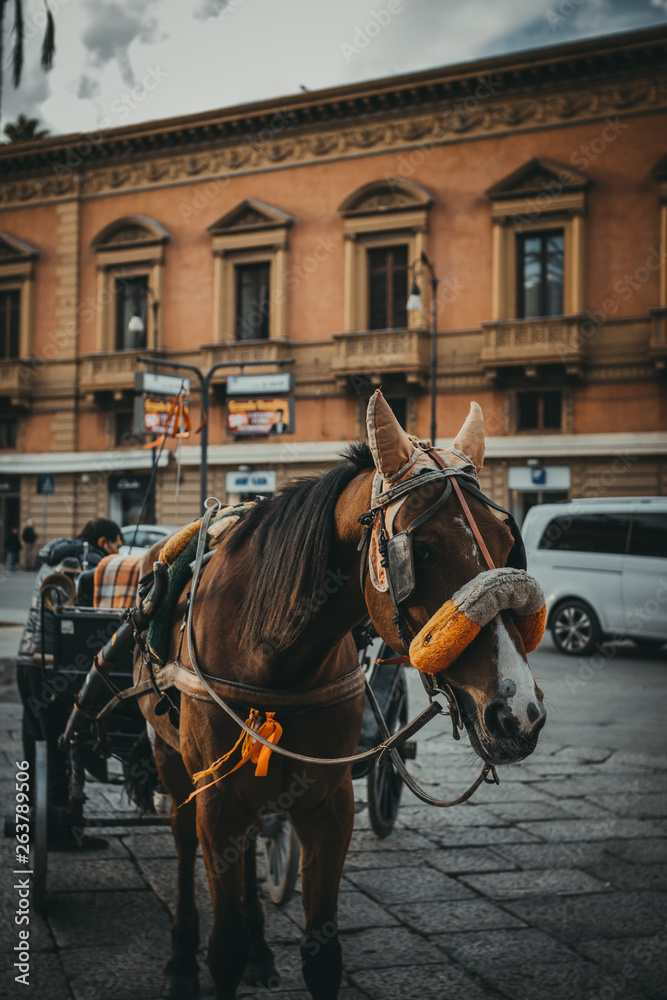 Fototapeta premium Traditional horse