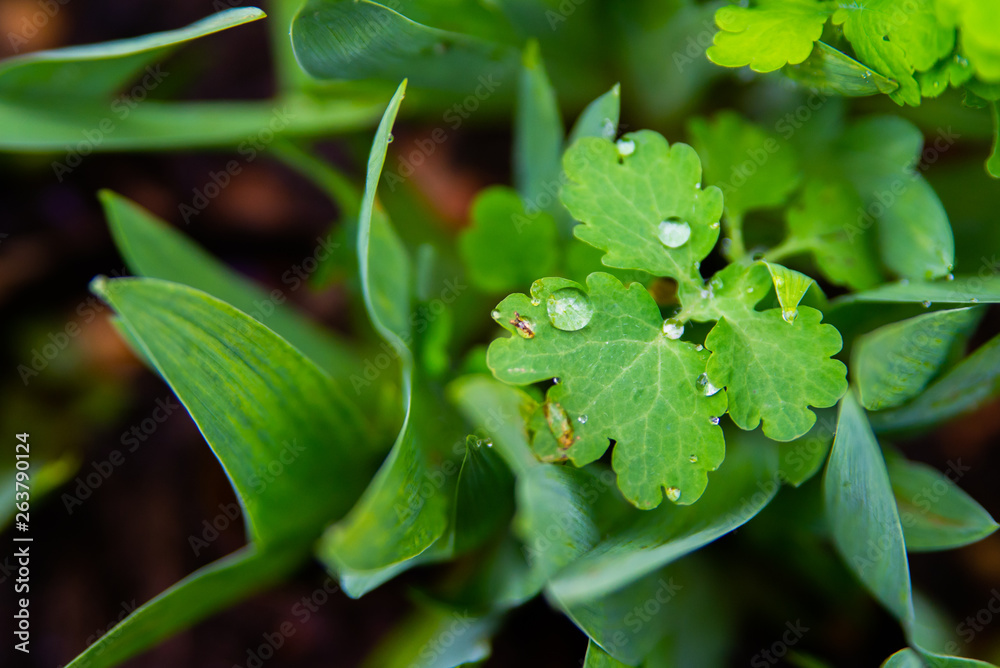 Obraz premium Beautiful green leaf texture with drops of water