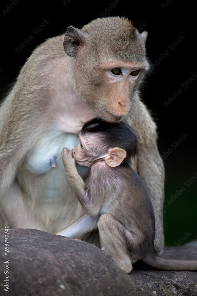 Mother and child (monkeys in Angkor Wat, Cambodia)