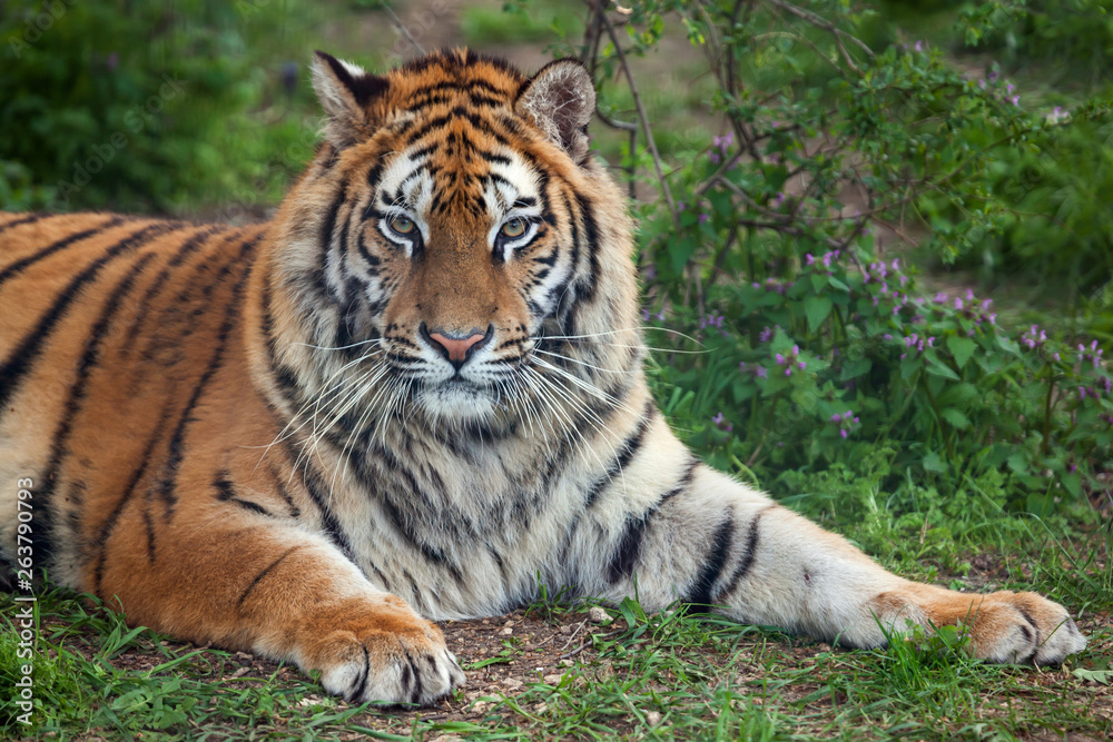 Siberian or Amur tiger (Panthera tigris altaica)