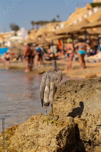 Western reef heron (Egretta gularis) also called the western reef egret. The bird stands on a stone and cleans the plumage on the shore of the red sea. Sharing the beach area with people and animals. photo