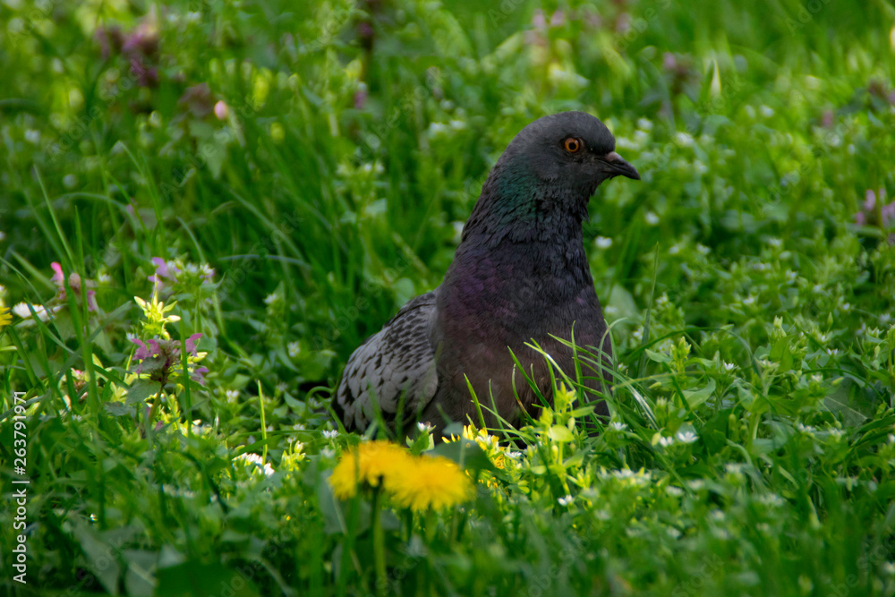 Pigeon bird walking on the grass Pigeon bird walking on the grass