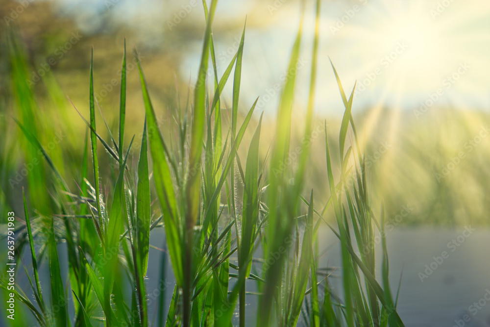 Fototapeta premium Blades of grass with sun beams and copy-space