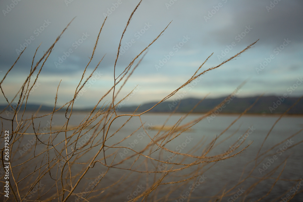 Bare branches on a sunny evening near a lake with mountains in the background and colorful cloudy sky.  Photographed shallow depth of field.