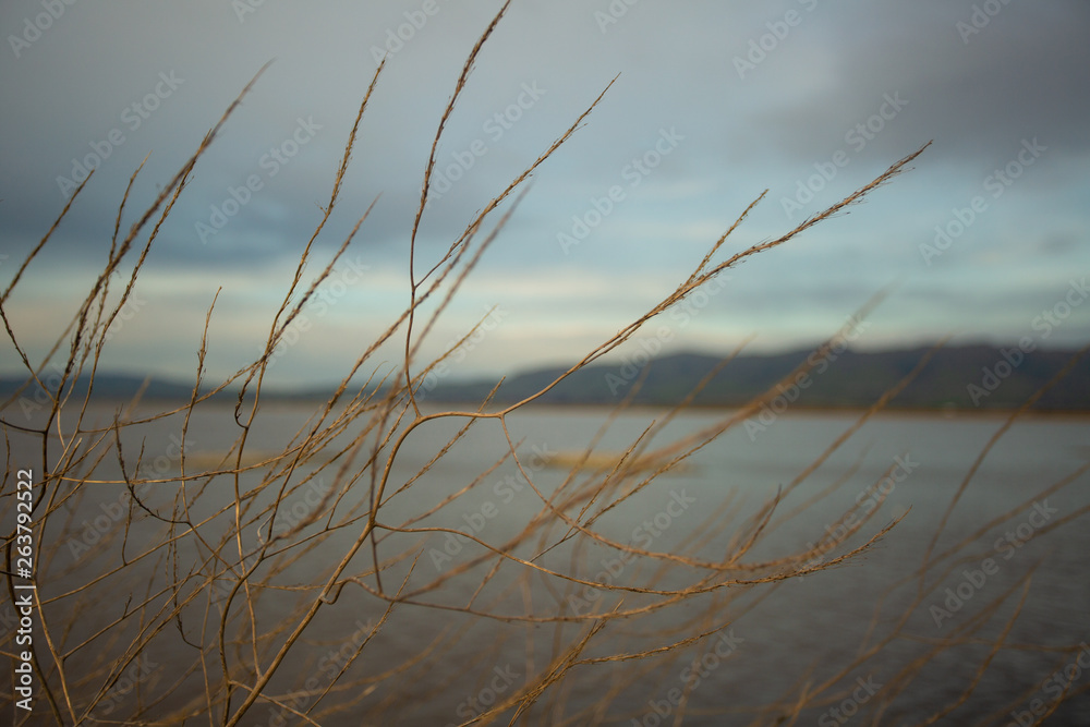 Obraz premium Bare branches on a sunny evening near a lake with mountains in the background and colorful cloudy sky. Photographed shallow depth of field.