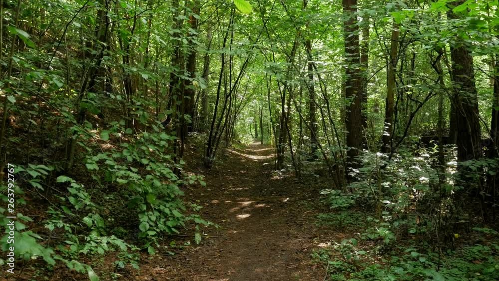 Personal Perspective of Walking on a Path in the green Forest, Steady Cam Shot. Pov of Hiker Walking on Trail Through the Forest Personal Perspective of Walking on a Path in the green Forest, Steady Cam Shot. Pov of Hiker Walking on Trail Through the Forest