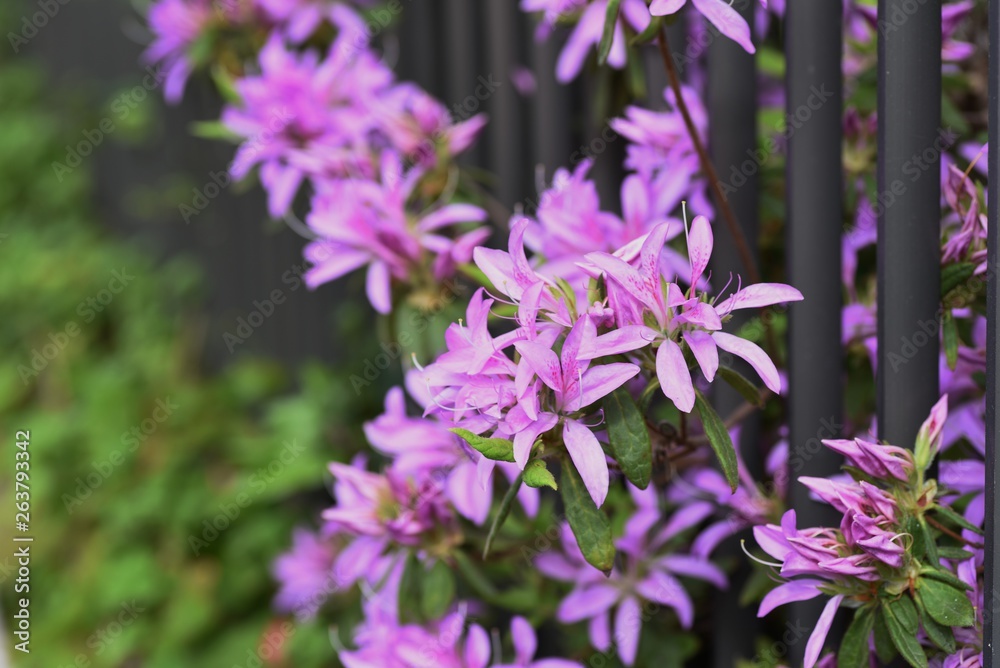 Obraz premium Azalea blossoms in full bloom