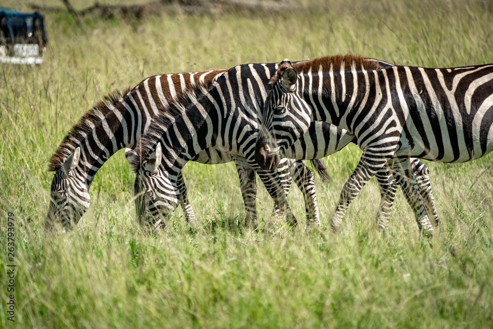 Obraz premium Plains Zebras