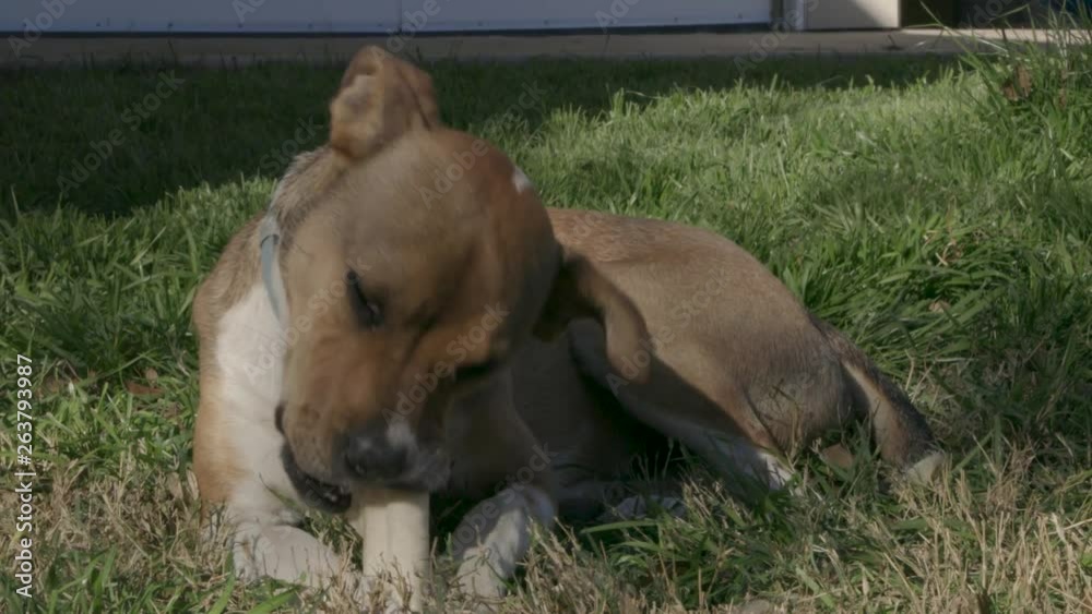 Young brown dog with a blue collar chewing on a rawhide bone in the backyard.