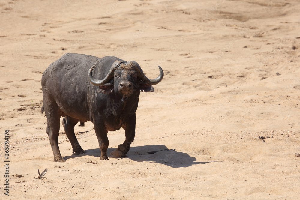 Kaffernbüffel / Buffalo / Syncerus caffer Kaffernbüffel / Buffalo / Syncerus caffer
