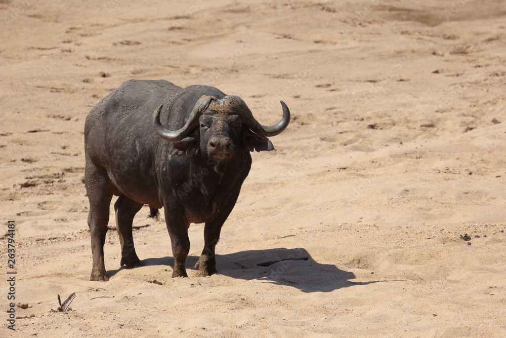 Obraz premium Kaffernbüffel / Buffalo / Syncerus caffer