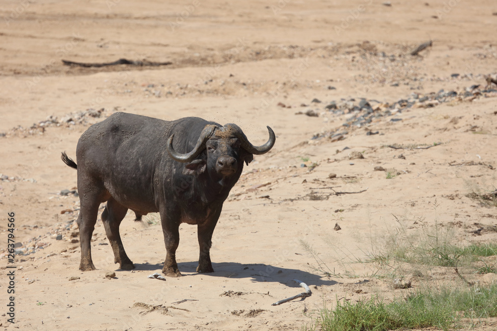 Kaffernbüffel / Buffalo / Syncerus caffer Kaffernbüffel / Buffalo / Syncerus caffer