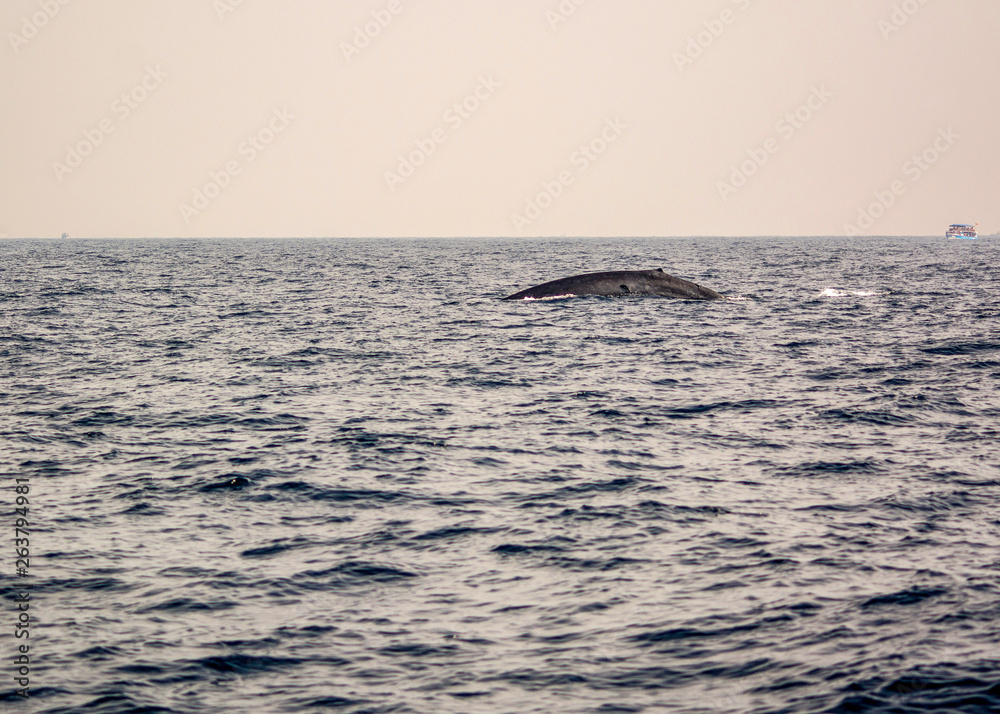 Obraz premium A blue whale at the surface of the water in Sri Lanka.