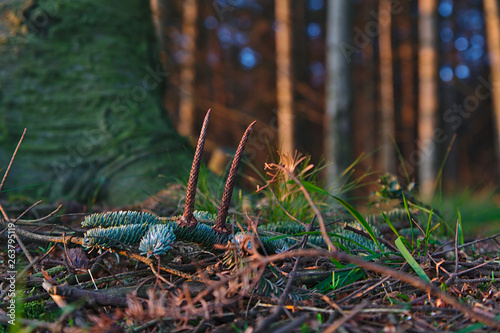 Blueish green pine tree branch on the forest ground. Small brown branches in the foreground, blurred green and brown vertical trunks in the background with golden light and specs of blue sky.