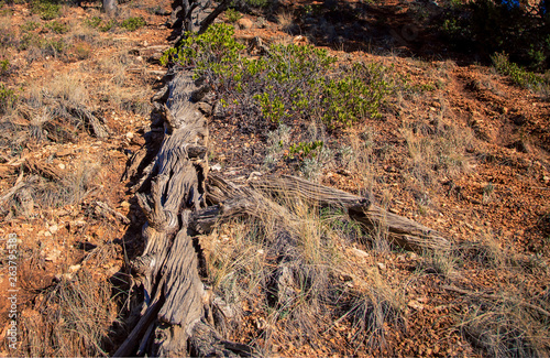 Fallen tree bryce canyon 