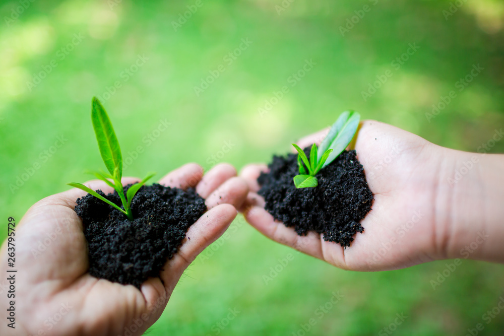 seedling in hand of kid and dad with abundance soil and blurry green background with sun light, growth concept, startup concept, spring concept, nature and care. seedling in hand of kid and dad with abundance soil and blurry green background with sun light, growth concept, startup concept, spring concept, nature and care.