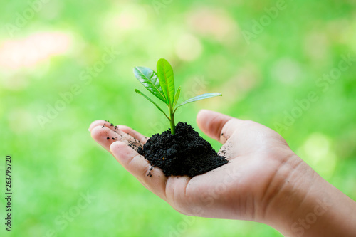 seedling in hand of kid with abundance soil and blurry green background with sun light, growth concept, startup concept, spring concept, nature and care.