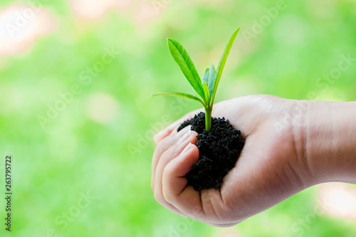 seedling in hand of kid with abundance soil and blurry green background with sun light, growth concept, startup concept, spring concept, nature and care.