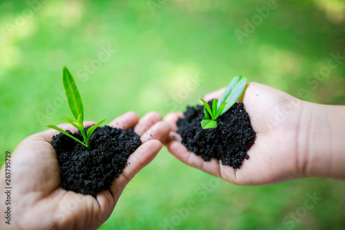seedling in hand of kid and dad with abundance soil and blurry green background with sun light, growth concept, startup concept, spring concept, nature and care.