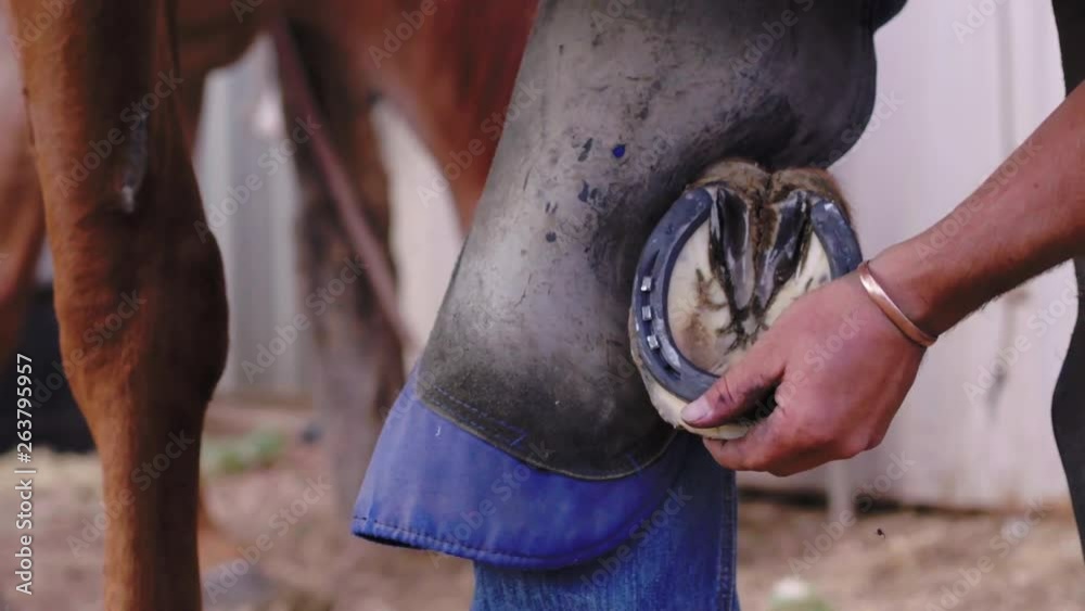 Slow motion close up of a Farrier hammering in a nail into a horse's new horseshoe, 23.98 fps, 4K. Slow motion close up of a Farrier hammering in a nail into a horse's new horseshoe, 23.98 fps, 4K.