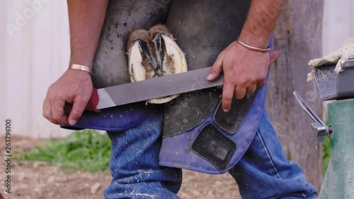 Slow motion medium shot of a Farrier filing the base of a horse hoof in between his chaps, 23.98 fps, 4K. photo