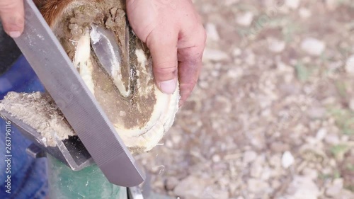 Slow motion close up of a Farrier filing a rough horse hoof in preparation for new shoes, 23.98 fps, 4K. photo