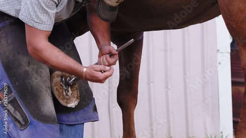Slow motion of a Farrier on a farm, working hard to remove excess hoof with pinchers, 23.98 fps, 4K. photo
