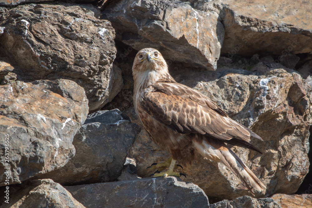 Fototapeta premium bird of prey