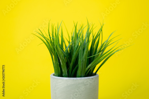 Grassy plant in concrete planter on bright yellow background. 