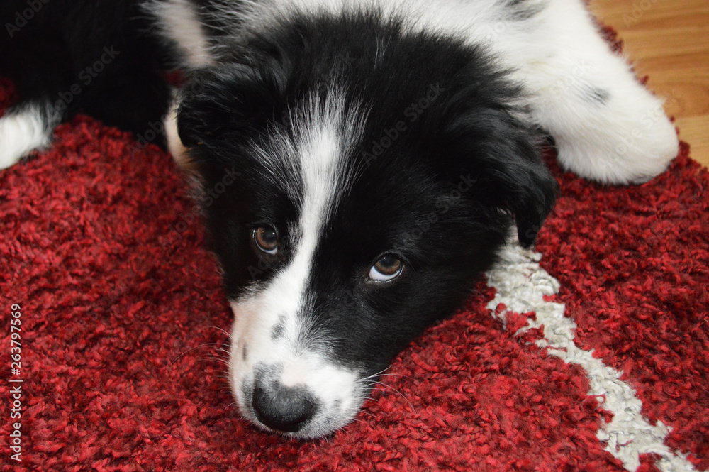 Sad Boarder Collie Dog Puppy Lying on Rug Sad Boarder Collie Dog Puppy Lying on Rug