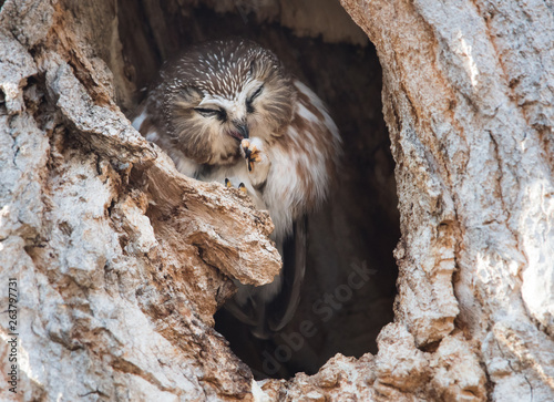 Saw whet owl in the wild