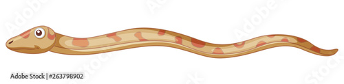 snake on white background