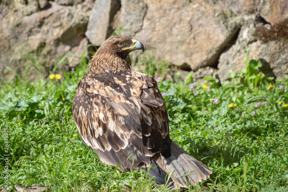 bird of prey