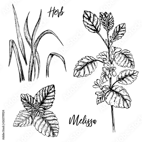 Hand-drawn plant twigs. Sprig of melissa balm with buds.
