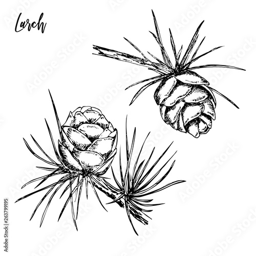 Hand drawn sprigs of larch with cones.