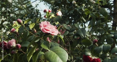pink rose in greenhouse