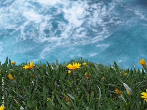 Dark yellow flowers on a cliff and blue ocean photo