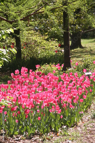 Fototapeta Naklejka Na Ścianę i Meble -  tulips in the garden