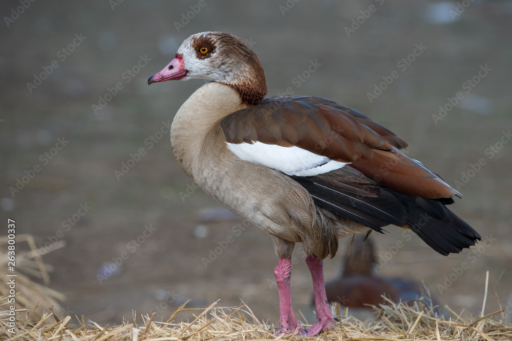 goose on grass goose on grass