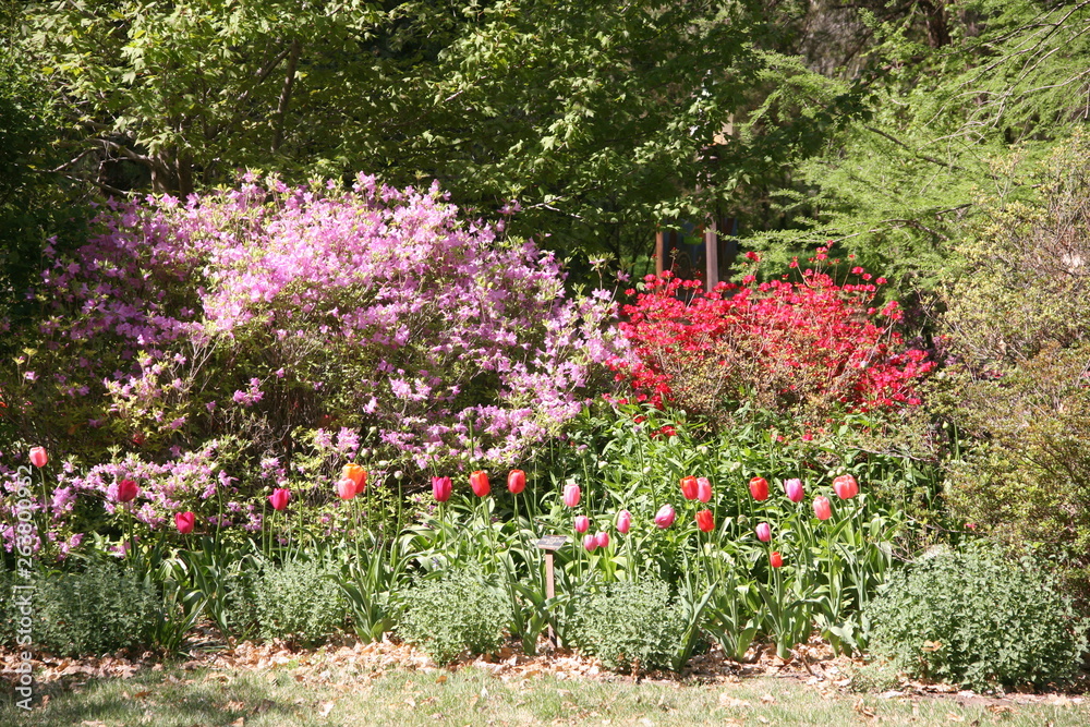 flowers in the garden