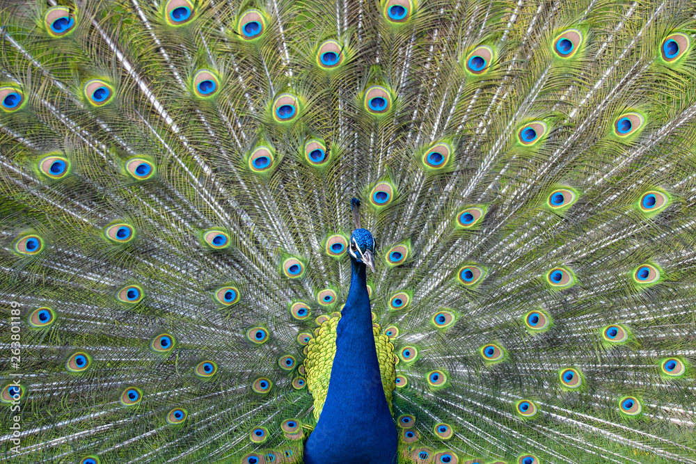 Obraz premium peacock